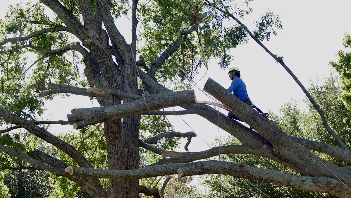 Professional Crown Thinning performed by certified arborists in Bellerose