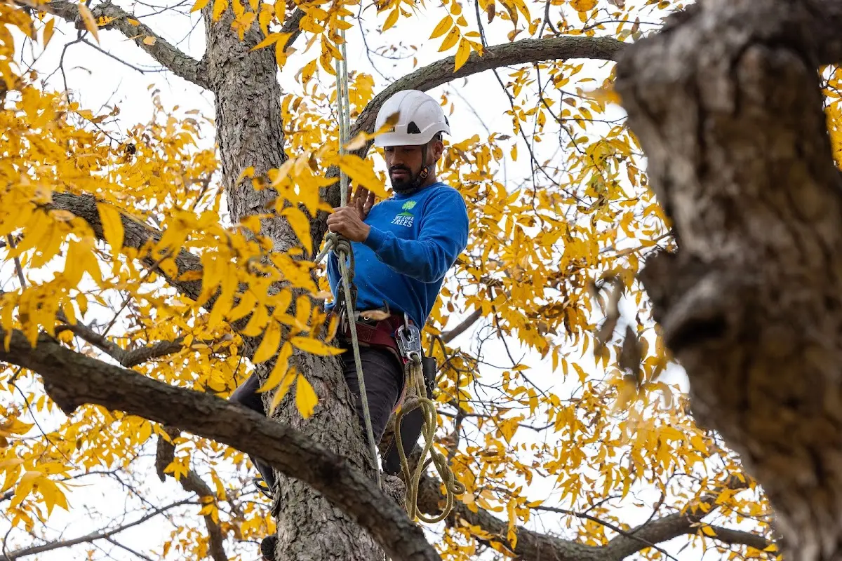 Skilled Tree Pruning crew working in Bellerose